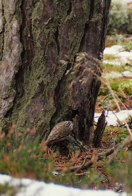 lingonberryhouse, puukiipijä, treecreeper, luonto, lintu, nature, bird