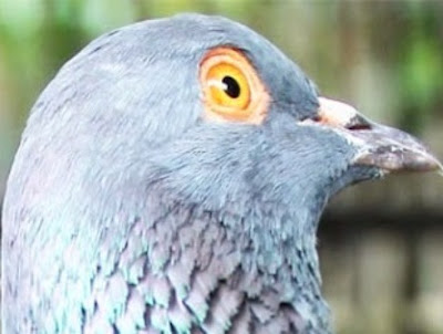 Ciri Merpati Tinggi atau Burung Dara Tinggian, Merpati Kolongan, Burung Dara Kolongan