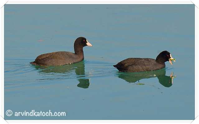 Pair of Eurasian Coot