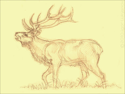 Elk sketch (pencil drawing)