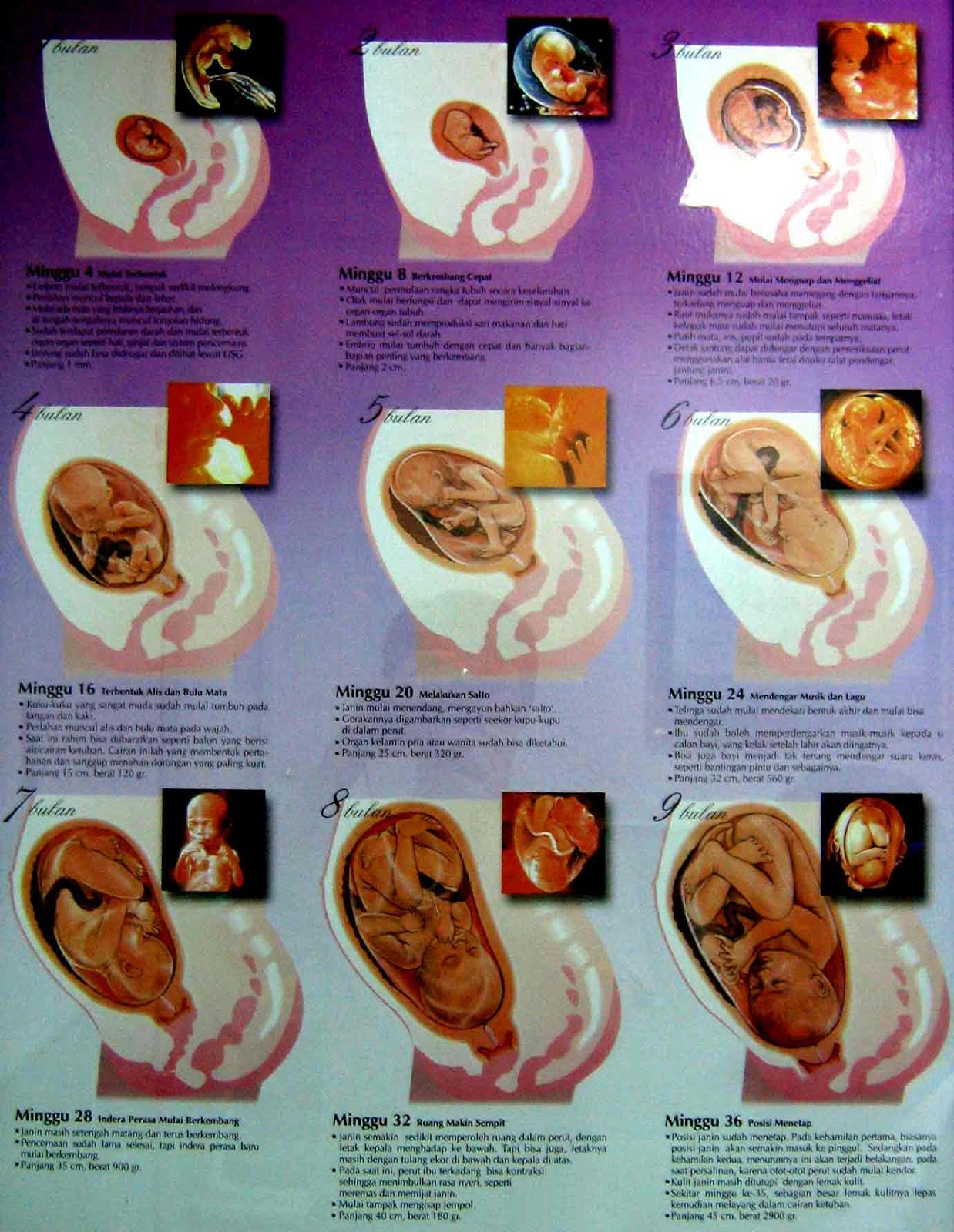 Tanda+Tanda+Proses+Kehamilan+dari+bulan+ke+Bulan