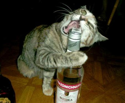 Funny Cat Open Whiskey Bottle