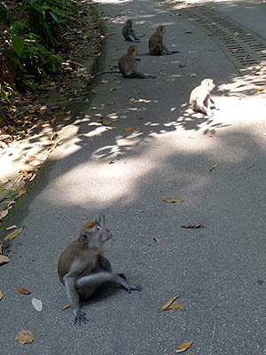 Long-tailed Macaques (Macaca fascicularis)