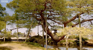 Karasaki Pine Tree