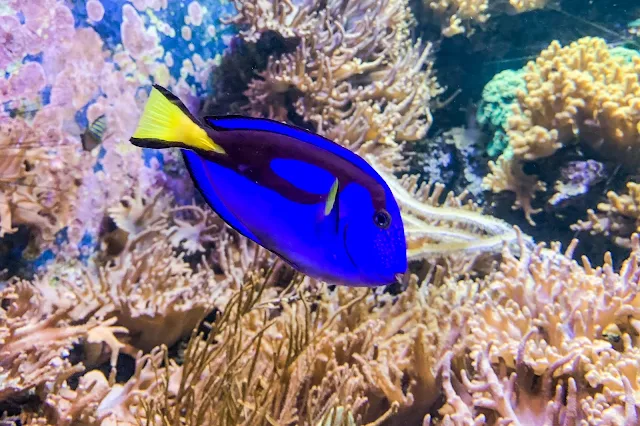 A Blue Tang swimming in front of corals