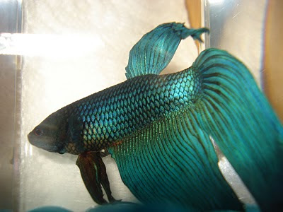 betta splenden