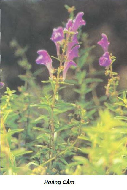 Hoàng Cầm-Scutellaria baicalensis-Nguyên liệu làm thuốc Hạ Huyết Áp