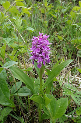 ハクサンチドリ ≪Fischer's orchid≫