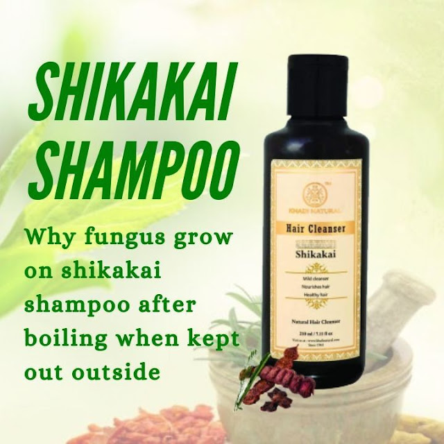 Why fungus grow on shikakai shampoo after boiling when kept out outside