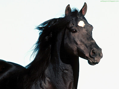 Horse Standard Resolution Wallpaper 73