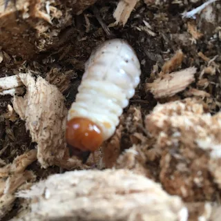 クワガタ幼虫の餌