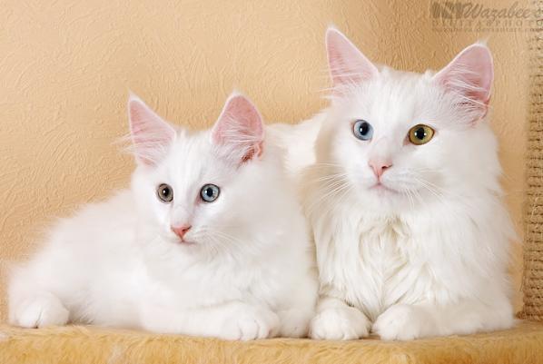 odd-eyed cats, cat with different colored eyes