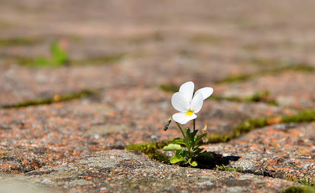 Poesia | A Flor e a Náusea - Carlos Drummond de Andrade - Blog Leonardo Júnio