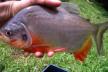 BUDIDAYA IKAN BAWAL DI KOLAM TERPAL