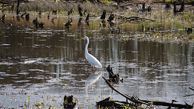 Great Egret