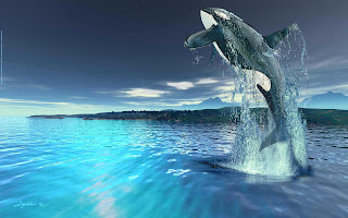 killer whales wallpapers