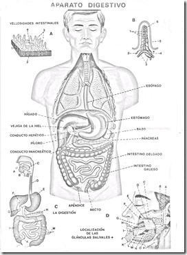 Partes del aparato digestivo para colorear