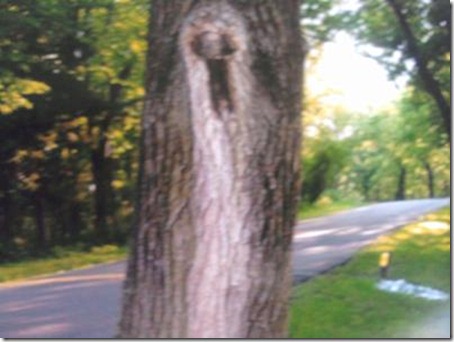 easter-lake-haunted-tree