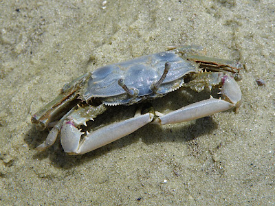 Sentinel Crab (Macrophthalmus sp.)