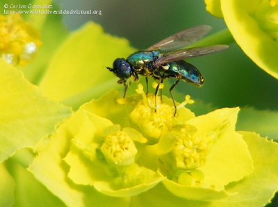 http://www.biodiversidadvirtual.org/insectarium/Chloromyia-formosa-%28Scopoli-1763%29-img569098.html