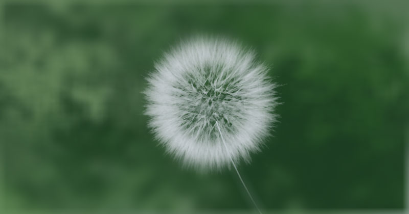 Creating Photoshop Dandelion Brush From Photo