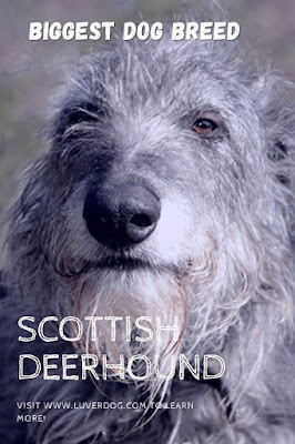 Scottish deerhound