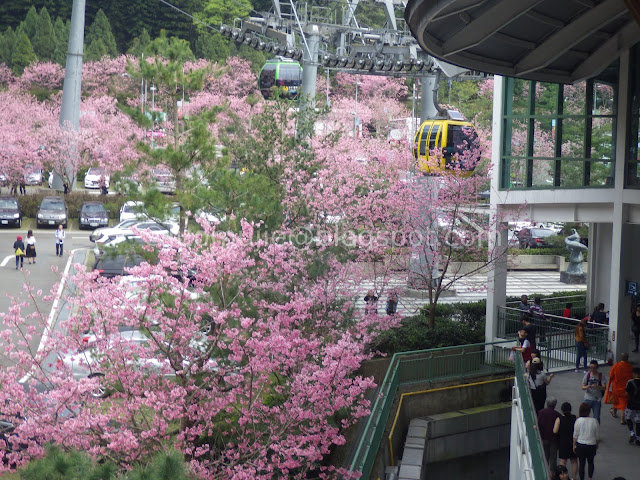 Sun Moon Lake cherry blossom