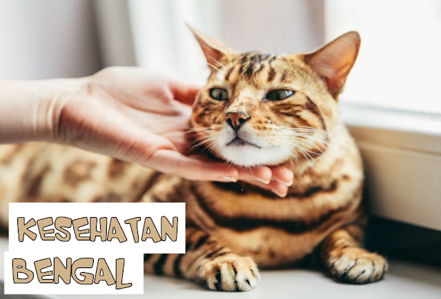 Makanan Kucing Bengal