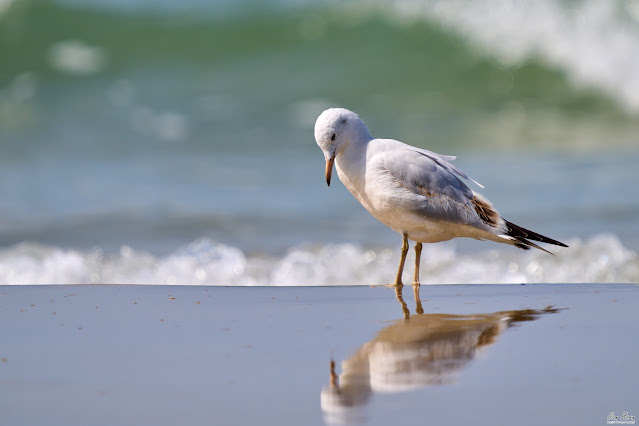 Gull at the Beach