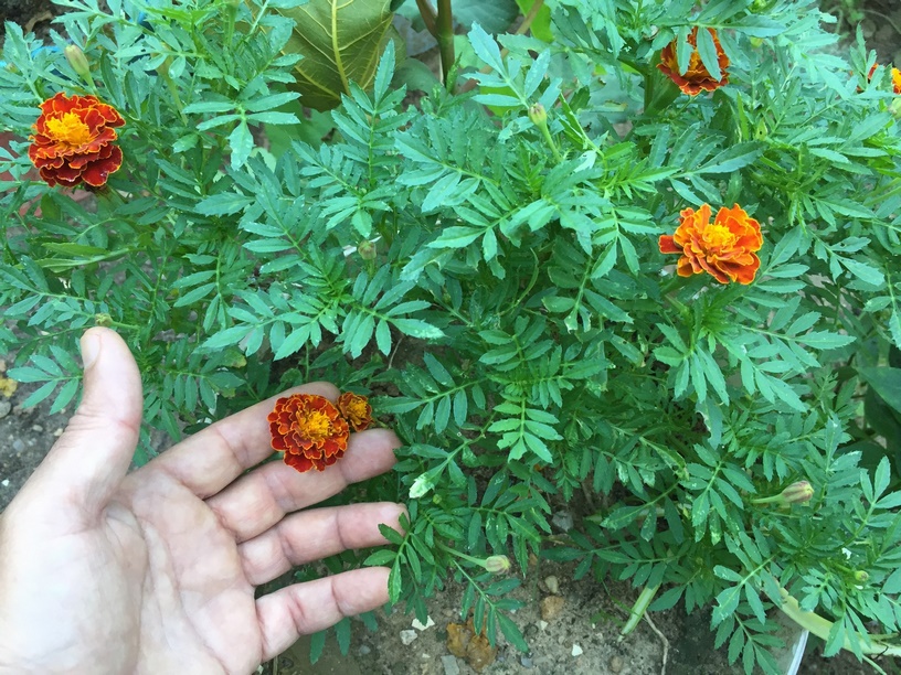 Marigolds, is a embers of the genus Tagetes. This aromatic Plant have attractive yellow, orange, or red flowers often with maroon highlights that are solitary or clustered.