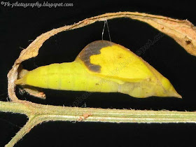 Common Grass Yellow Butterfly