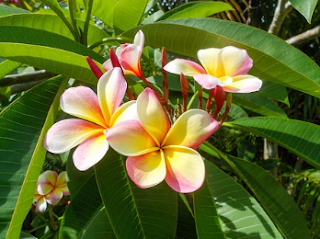 https://pixabay.com/id/kamboja-bunga-tropis-putih-kuning-1399654/
