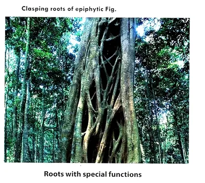 Modification of root for Support