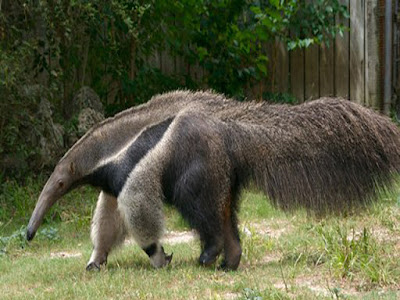 gambar anteater raksasa