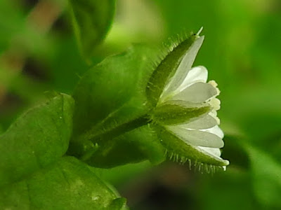 鵝兒腸的花