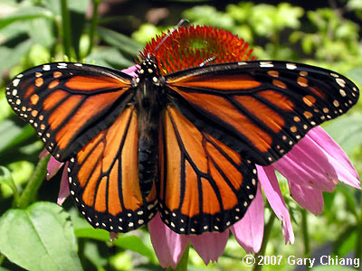 At the pupa stage of the life cycle of the monarch butterfly, the weight has 