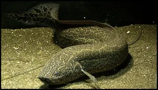 Lungfish, Ikan Yang Dapat Bertahan Hidup Di Darat Tanpa Air Dan Makanan Hingga Bertahun-Tahun