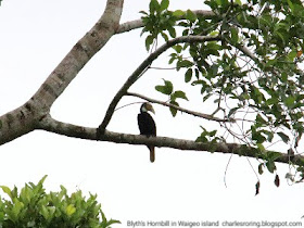 Papuan Hornbill (Rhyticeros plicatus) was sitting in the forest near Mayalibit bay