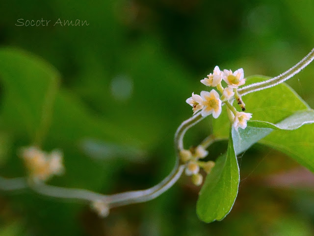 Cocculus orbiculatus