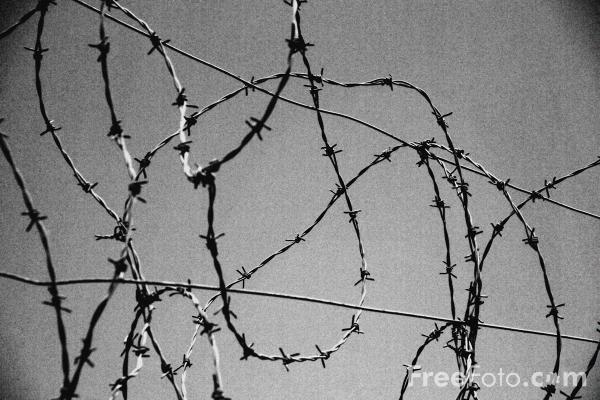 Barbed Wire5