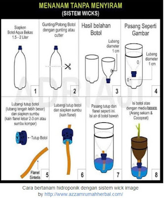 Teknik Cara Bertanam Hidroponik Bagi Pemula