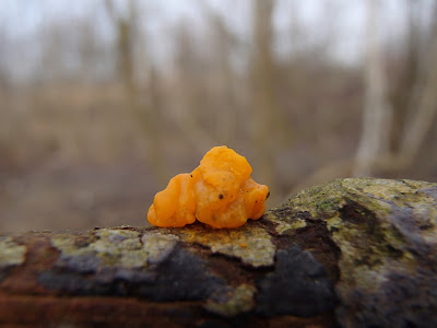  trzęsak pomarańczowożółty – Tremella mesenterica