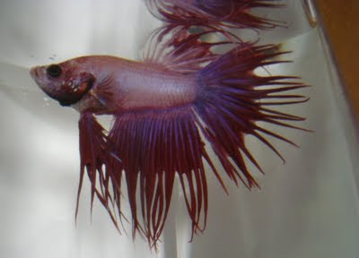 crowntail betta