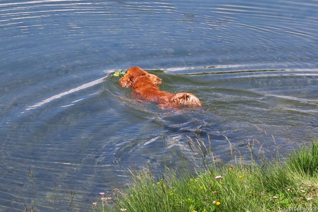 A handsome ruby colour King Charles Spaniel at the Grindjisee.