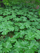 I can't remember where I first read about May apples. Perhaps on a website, . (may apple colony bbg)