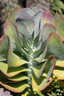 Kalanchoe Vivero Growers Nursery Austin