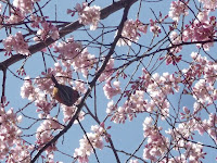 ヤマガラ？小鳥たちも花が満開でうれしそうだった。