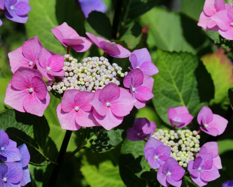 The Right time To Prune Hydrangeas