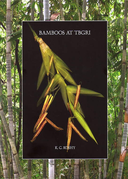 Bamboos at TBGRI