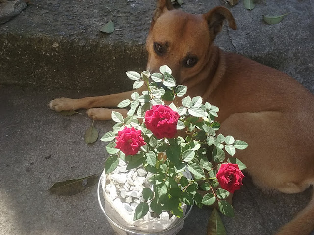 além das roseiras, verifiquei também que, já na minha primeira tentativa, uma das 3 estacas de hibisco, plantadas há meses, finalmente enraizaram.  Então por tudo isso, estou muuuito feliz!!   